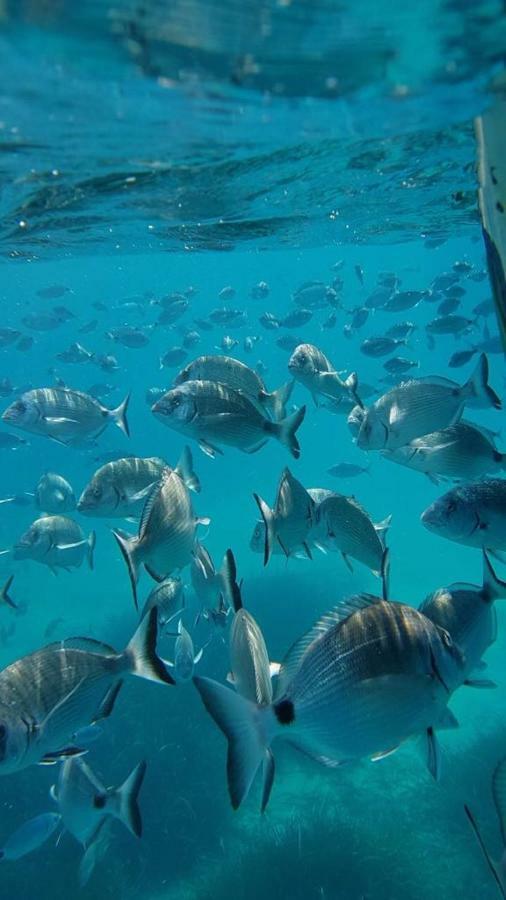 Mediterrania 98 Torroella de Montgrí Dış mekan fotoğraf